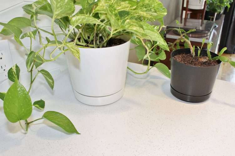 White SparkleLam™ countertops in a vintage restoration of a private residence.